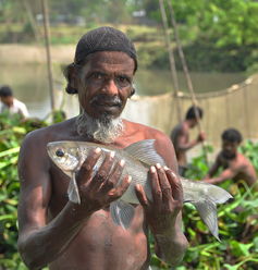 While large fish may be rich in protein,  they are lacking important micronutrients.  Balaram Mahalder/Flickr, CC BY-NC-ND