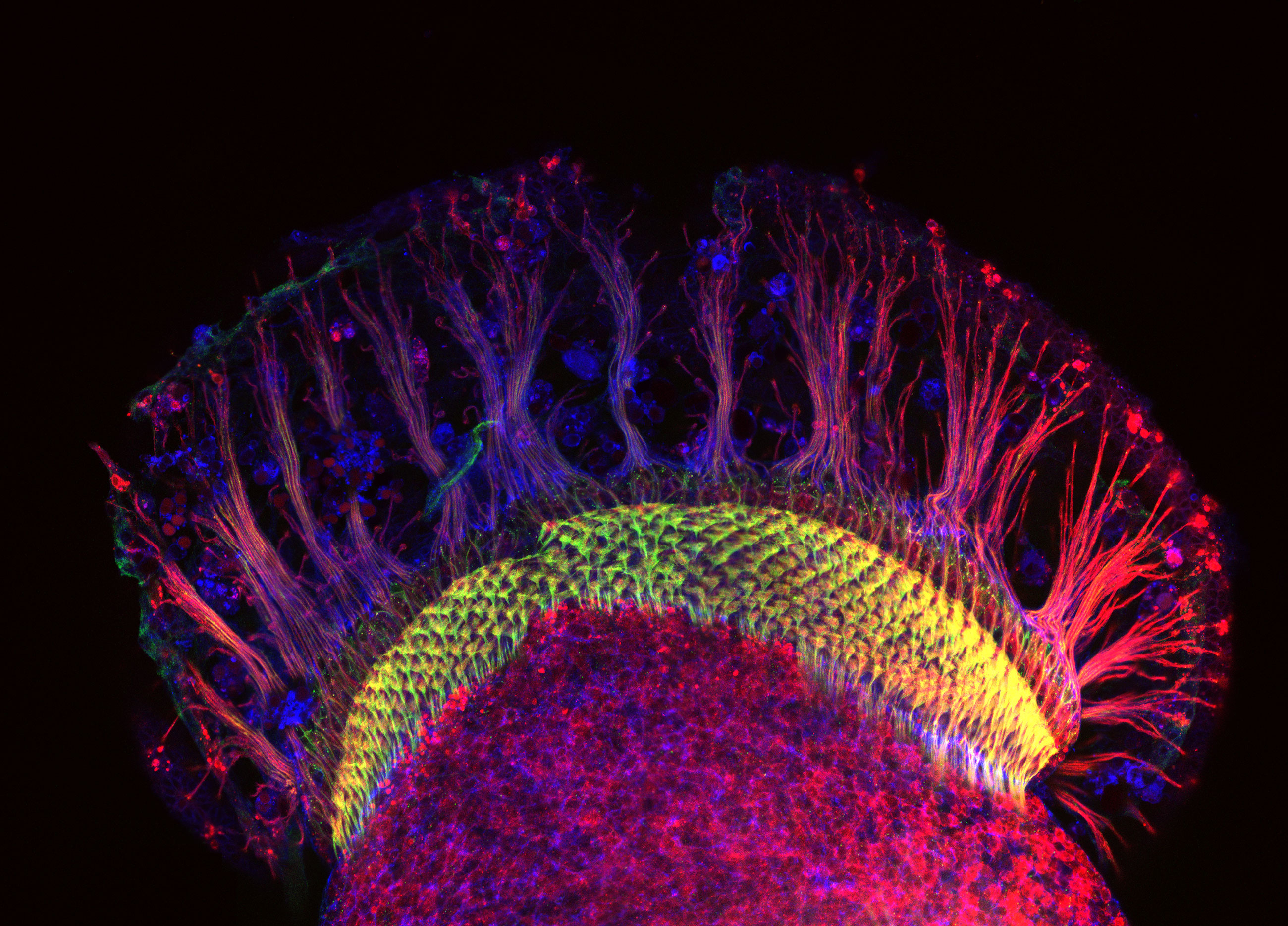 Biological hardwiring