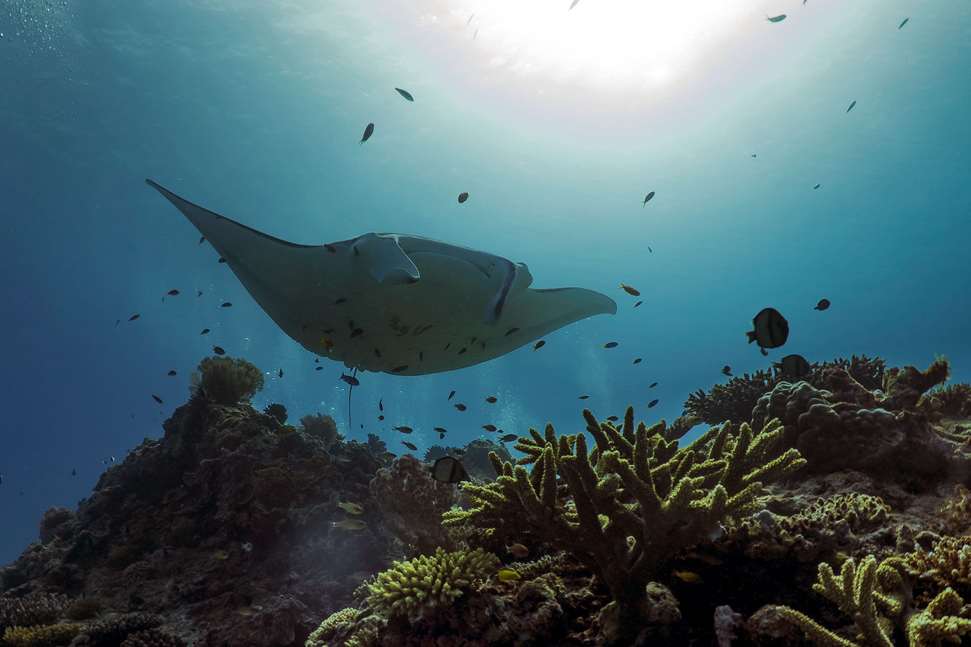 Manta Rays