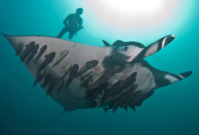 anatomy of a giant manta ray