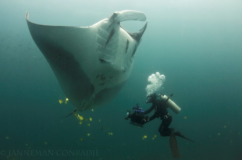 size of giant manta ray