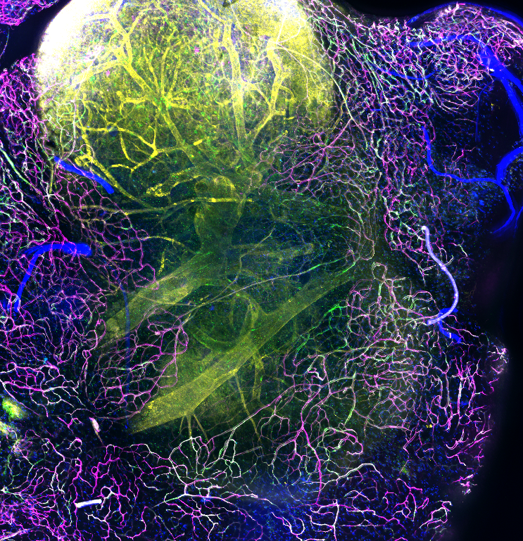 The Lymph Node Highway