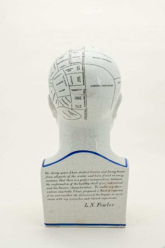 Phrenology model