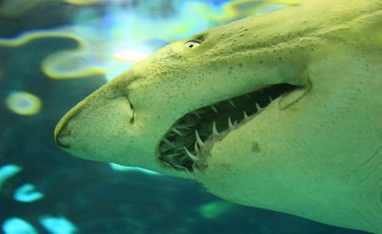 Jaws open long-term shark population information