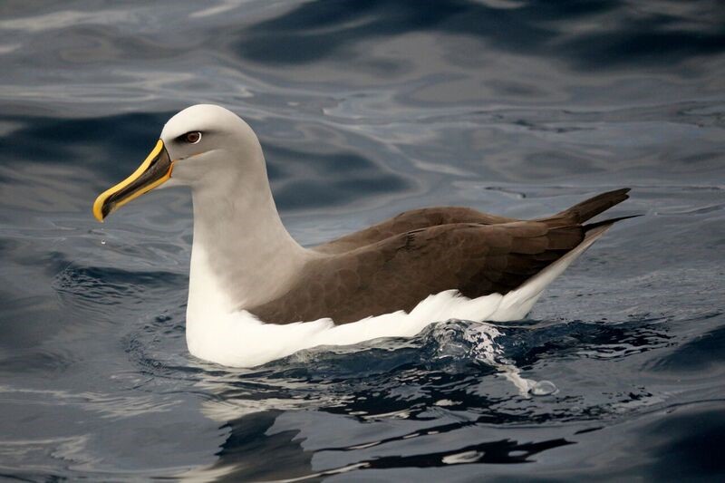 The near-threatened Buller’s albatross which was found with marine debris in its gut.