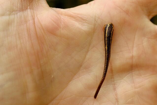 Richardsonianus Australis, also known as the Tiger Leech. 
