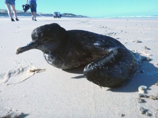 Stranded short-tailed shearwater that washed up on the back beach of North Stradbroke Island.