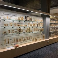IPLC specimens 