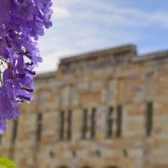 UQ jacarandas