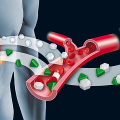 Reduced growth hormone receptor signalling improves insulin signalling within the body.