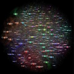 DNA network