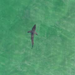 Great white sharks