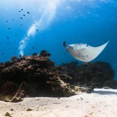 Manta ray