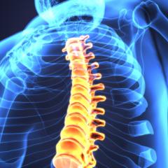 Spinal cord