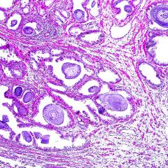 Cells