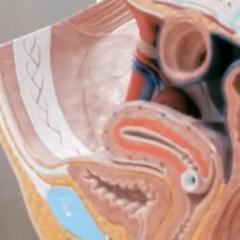 Gynaecology