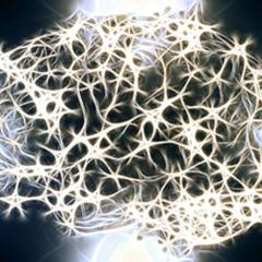Neurons in brain