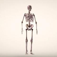 Bones