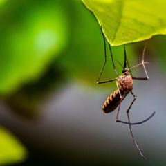 Mosquito