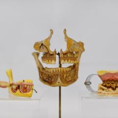 Museum of Dentistry piece