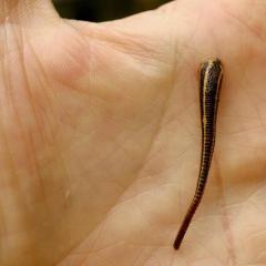 Tiger leech