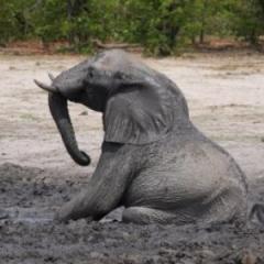 Research to keep captive elephants on their feet