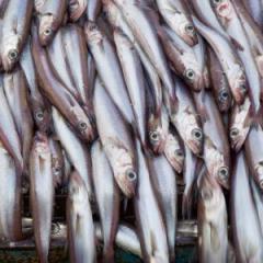 Fish have evolved without developing grey matter or any other brain region with a similar structure