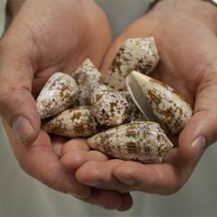 Pain drug in pipeline as researchers unwind marine snail puzzle