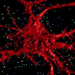A 3D rendering of the motor neurons that control breathing