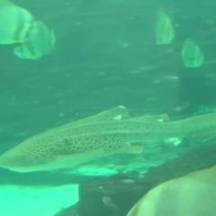 Leonie the leopard shark