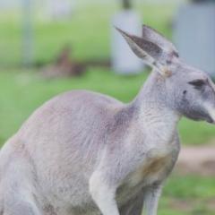 Kangaroo