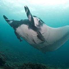 Giant ray at Isla de la Plata, Ecuador, Photo credit: Andrea Marshall.