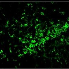 Neurons