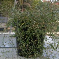 The new drug is derived from Oldenlandia affinis, a traditional medicinal plant.