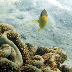 Reef fish help explain visual perception