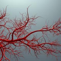 An animated vascular system. Photo: iStock