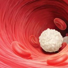 White blood cells, pictured, are produced by specific stem cells that are damaged during chemotherapy. Source: iStock.