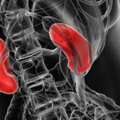 Illustration showing kidneys