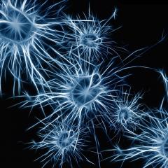 Image of neurons