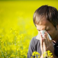 Future hay fever seasons will be worse, thanks to climate change