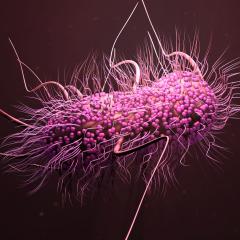 Superbugs