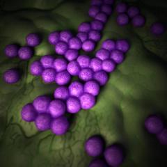 Superbug