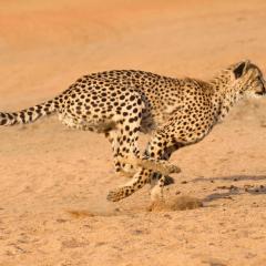 Medium-sized land animals, like cheetahs, are usually faster than large animals. Adobe.