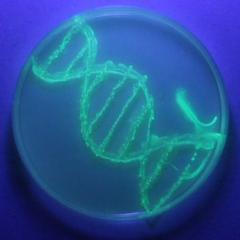 Image depicting DNA