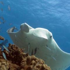 Manta ray. Photograph by Dr Kathy Townsend, Moreton Bay Research Station.