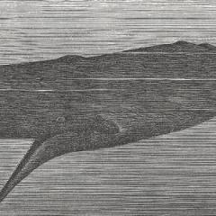 A 19th century whaler originally proposed the hypothesis on the battering ram function of the sperm whale head.